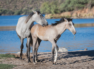 Young wild horse nipping and playing with a foal