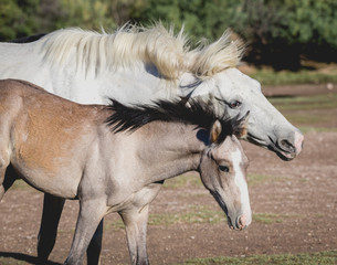 Obraz premium Wild horse foal and it's mom