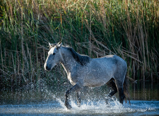 Fototapeta na wymiar Grey wild horse running through the Salt River
