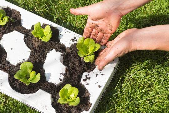 Junger Salat wird in Anzuchtschale angepflanzt