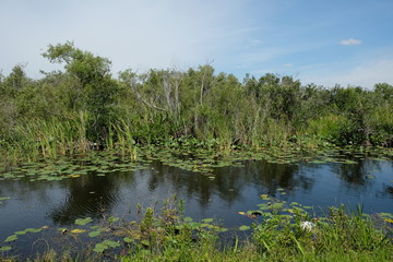 Fototapeta na wymiar Swamp