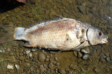 Dead fish