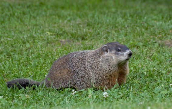 Ground Hog in pasture