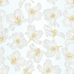 Seamless texture jasmine flowers with twigs  vintage  vector botanical illustration editable hand draw