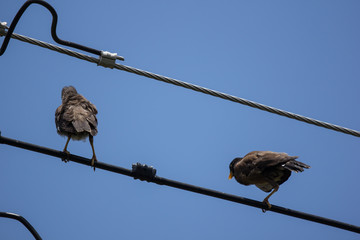 Small  bird on electricity line