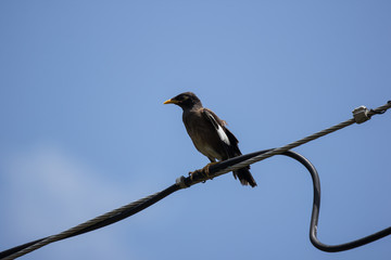 Small  bird on electricity line