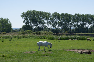 chevaux en normandie