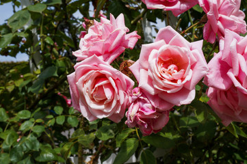 Photo of the beautiful pink roses with leaves.
