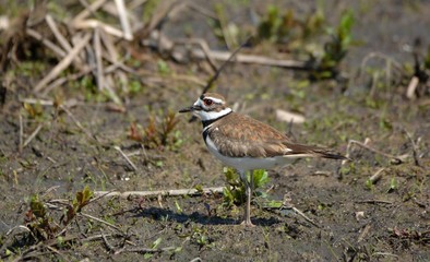 Killdeer in field