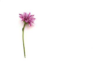 Naklejka premium One lilac chrysanthemum with white strips on a white background.