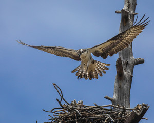 Osprey