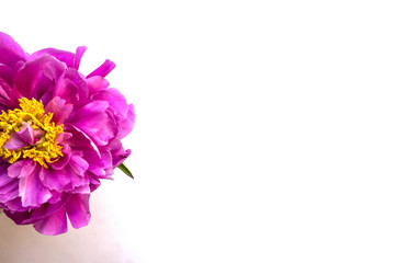 Fluffy lilac peony on a white background. Top view.