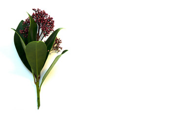 Claret Japanese skimmiya with green leaveClaret Skimmia Japonica with green leaves on a white background.s on a white background.