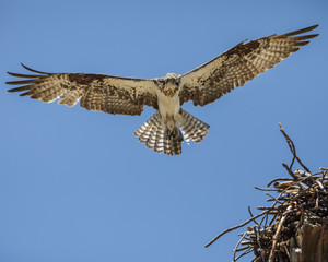 Osprey