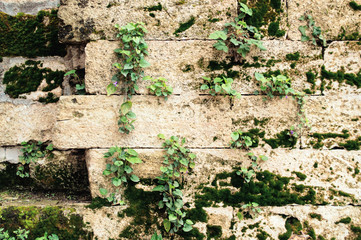 Wall of an old stone with green moss and flowers.  Vintage background