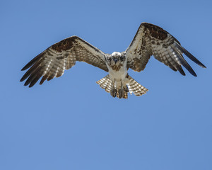 Osprey