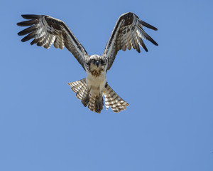 Osprey