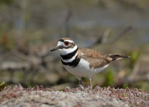 Killdeer in field