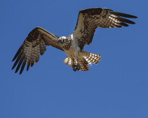 Osprey