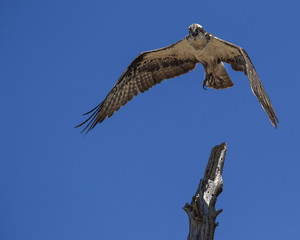 Osprey