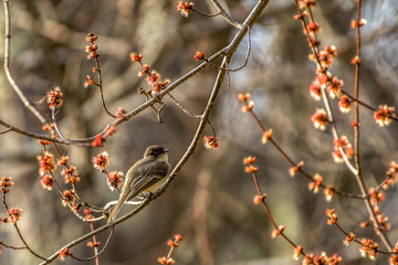 bird in tree