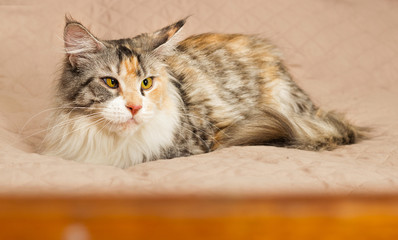 cat maine coon in the house