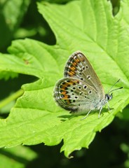 Polyommatus agestis butterfly on green leaf in the garden, closeup