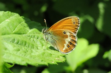 Gatekeeper butterfly on a raspberry leaf in the garden, closeup 
