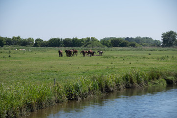 chevaux en normandie