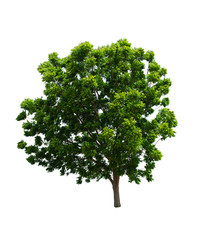 Fototapeta premium Isolated Tree on white background ,Suitable for use in landscap design, Tree from thailand, Asia