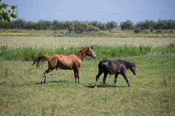 chevaux en normandie