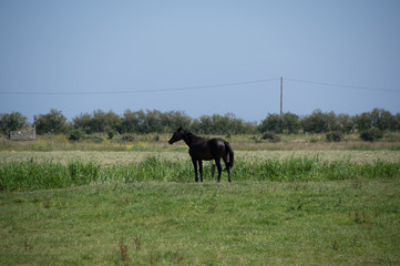 chevaux en normandie