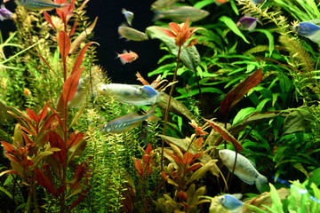 Beauty aquarium nature