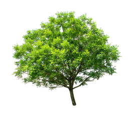 Isolated Tree on white background ,Suitable for use in landscap design, Tree from thailand, Asia