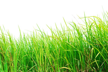 Green grass isolated on white background.