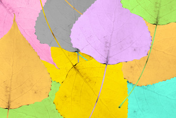 abstract pattern of colorful leafs