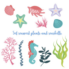 Fototapeta na wymiar Set of seaweed, coral and shells. Vector illustration
