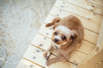 A cute dog lies on the wood deck:Poodle