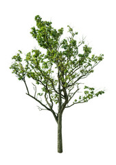 Obraz premium Isolated Tree on white background ,Suitable for use in landscap design, Tree from thailand, Asia