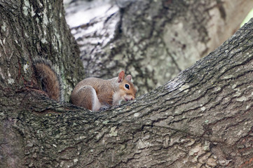 Naklejka na ściany i meble A Grey Squirrel in the branches of a Oak tree