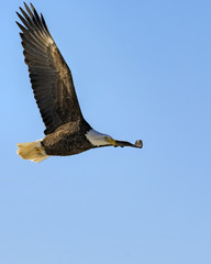 Bald eagle in flight