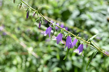 Campanule bleue