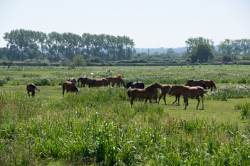 chevaux en normandie