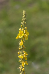 Verbascum densiflorum, known as the denseflower mullein or dense-flowered mullein on blurred background