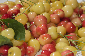 Ripe yellow and red sweet cherry
