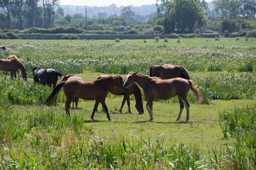 chevaux en normandie