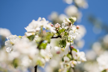 a bee collects honey from a flowering tree
