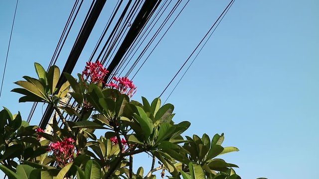 Contrast between nature and technology, Plumeria flowering tree and electrical power lines on utility pole