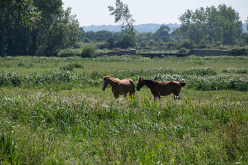 chevaux en normandie