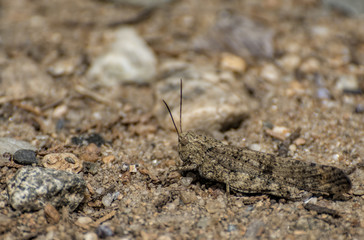 Grasshopper disguised